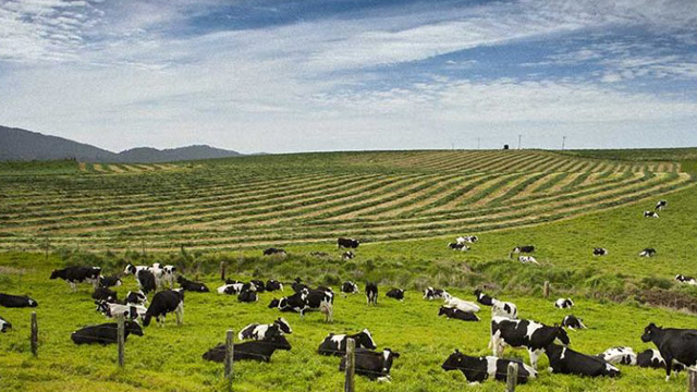 The Making of Point Reyes Farmstead Cheese